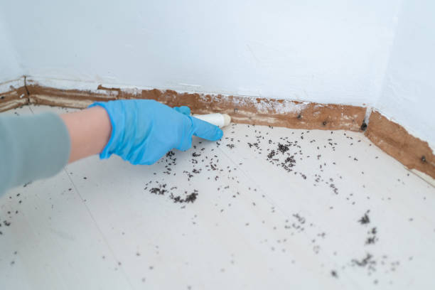 Best Pest Control Near Me  in Meeker, OK